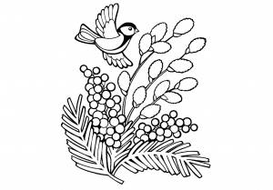 Ветка мимозы раскраска