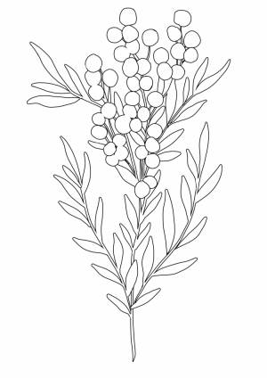 Мимоза рисунок для детей