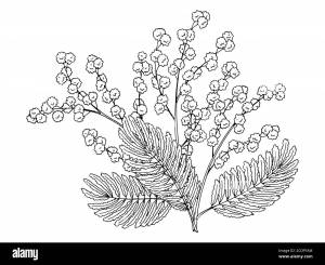 Раскраски Мимоза для детей