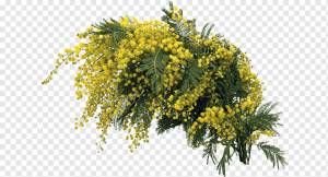 Цветок мимозы, сухой виноград, ветка, цветок, обои для рабочего стола png