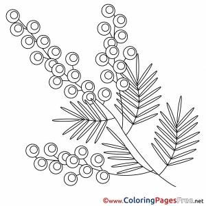 Раскраски Мимоза для детей