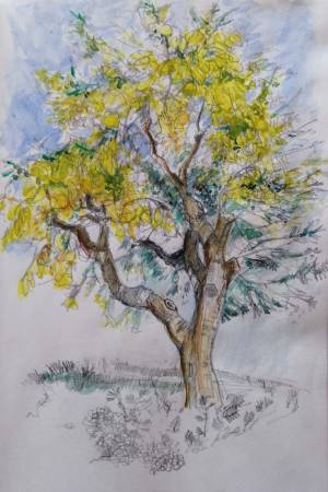 mimosa tree at Auribau, Hubert