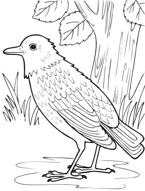 Раскраска Скворец