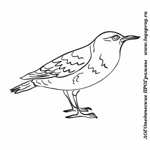 Картинки-раскраски на тему птицы