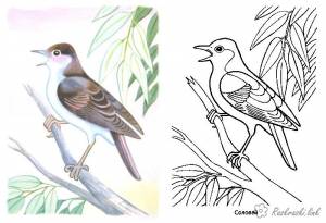 скворец шаблон