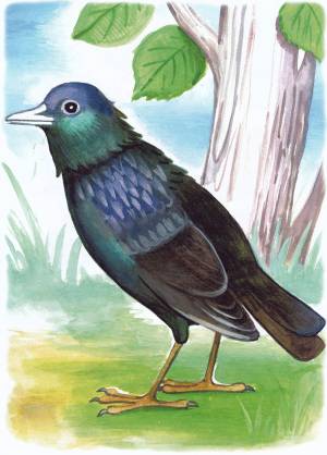 Раскраска Скворец