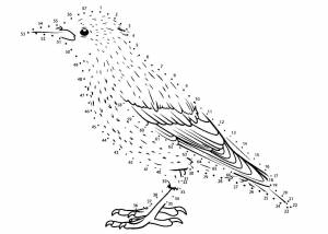 Раскраски Скворца