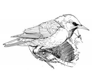 Раскраски скворец раскраска