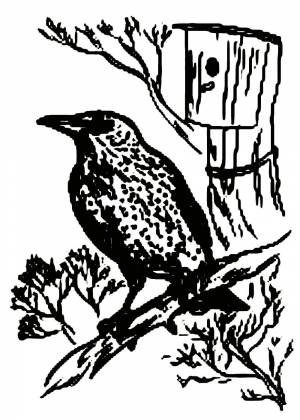 Раскраска скворец