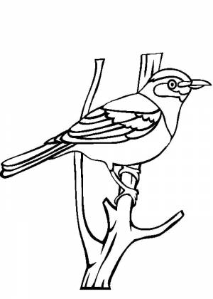 Раскраски Скворца
