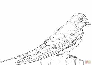 Раскраска скворец