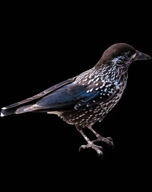 Раскраска Скворец