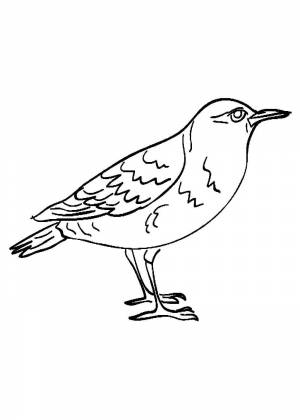 Скворец для раскраски