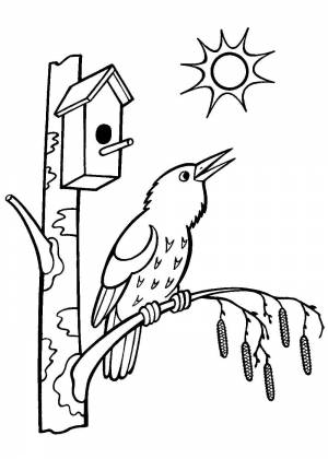Раскраски Скворца