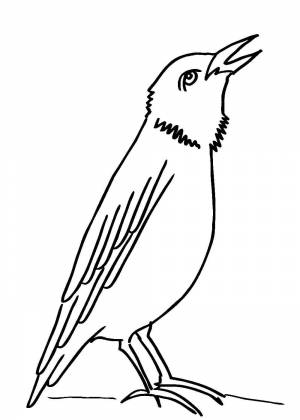 Раскраски Скворца