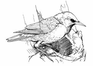 Раскраски Скворца