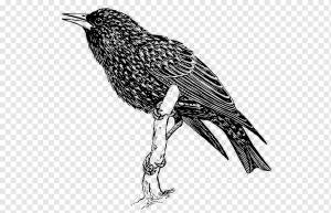 Птица обыкновенная скворец, птица, животные, монохромный, фауна png
