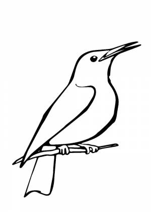 Раскраски Скворца