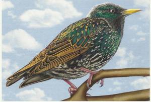 Скворец детский рисунок