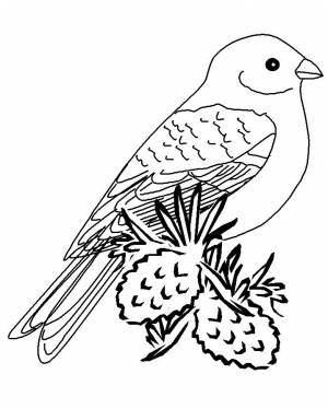 Раскраска перелетные птицы для детей  и
