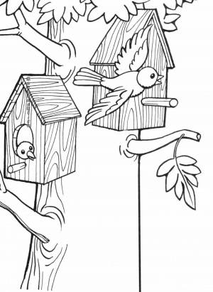 Раскраски Скворец