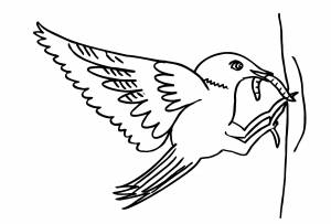 Раскраски Скворец