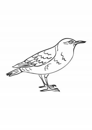 скворец  для детей