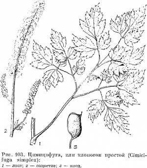 Семейство Лютиковые