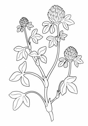 Цветок клевер