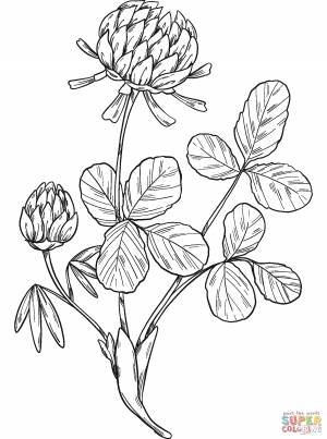 Раскраска Клевер