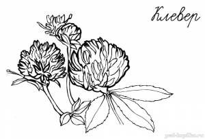 Раскраска для детей