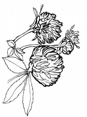 Раскраска Клевер