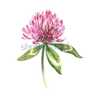 Постер Акварельный рисунок красного клевера №1