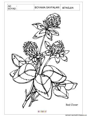 Клевер раскраска для детей