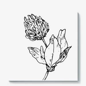 Холст «цветок клевера, цветущий луговой клевер скетч с листиками»