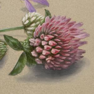 Рисунок гуашью Цветы клевера, автор Юлия Кравченко