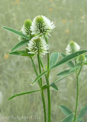 Горный клевер