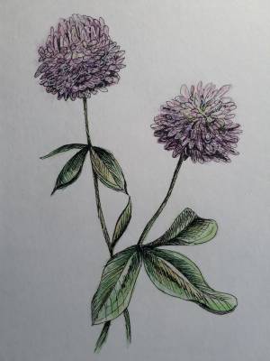 Клевер рисунок цветными карандашами