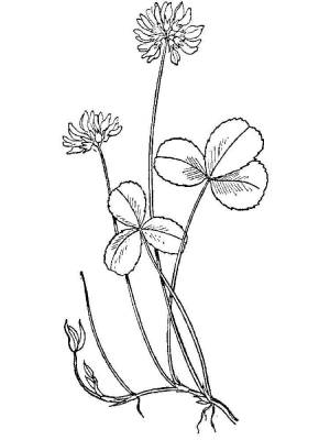 Клевер рисунок цветными карандашами