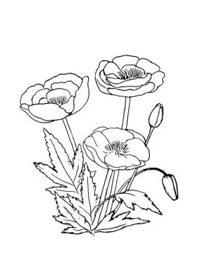 Раскраска Полевые цветы