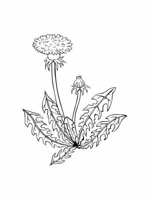 Картинки для детей полевые цветы одуванчик