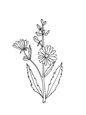 Раскраска Полевые цветы