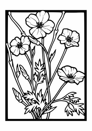 Полевые цветы раскраска для детей