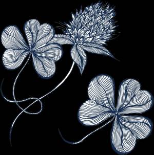 Клевер рисунок карандашом