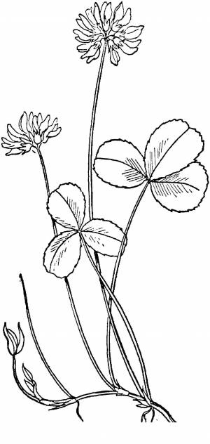 Клевер раскраска