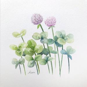 Клевер рисунок карандашом