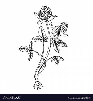 Клевер цветок рисунок