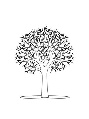 Раскраски Дерево без листьев