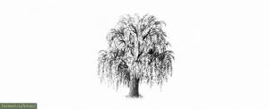Как рисовать деревья