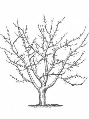Раскраски Дерево без листьев   в формате